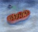 mitochondrie.jpg